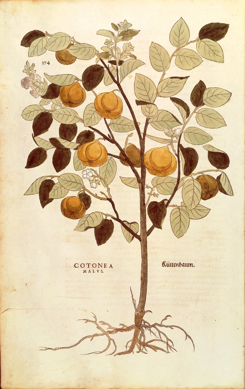 Quince - Cydonia oblonga (Cotonea malus) بقلم Leonhart Fuchs من De historyia stirpium commentarii insignes (تعليقات بارزة على تاريخ النباتات) ، نقش ملون بواسطة ليونارد فوكس