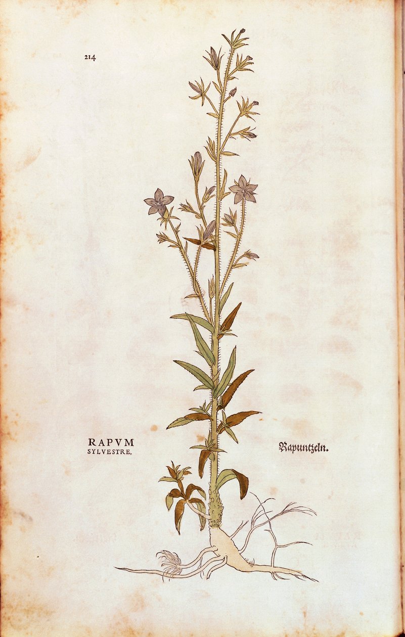 Rampion bellflower - Campanula rapunculus (Rapum sylvestre) بواسطة Leonhart Fuchs من De historyia stirpium commentarii insignes (تعليقات بارزة على تاريخ النباتات) نقش ملون بواسطة ليونارد فوكس