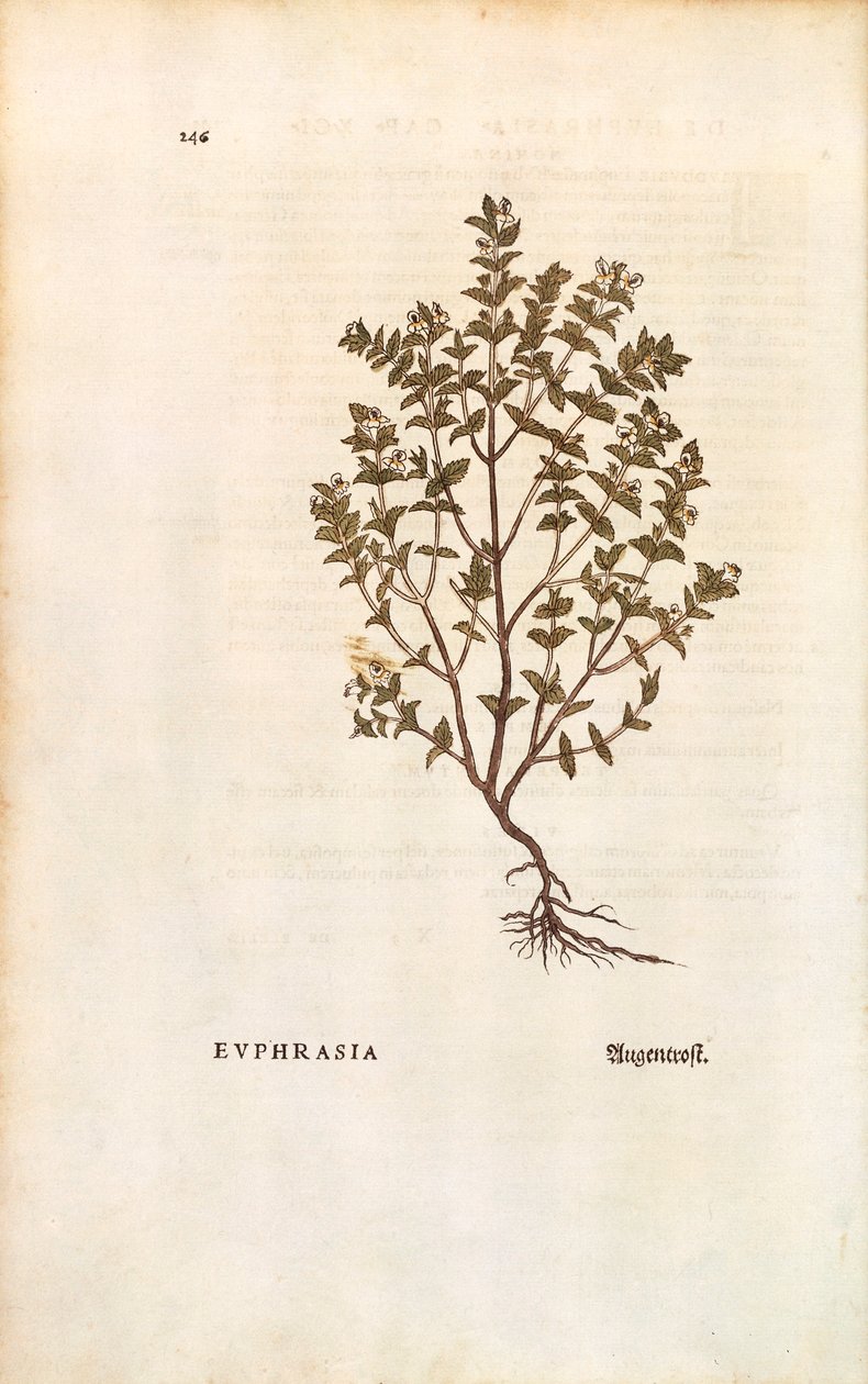 Red Eyebright (Euphrasia officinalis) by Leonhart Fuchs from De historia stirpium commentarii insignes (Notable Commentaries on the History of Plants) coloured engraving بواسطة ليونارد فوكس