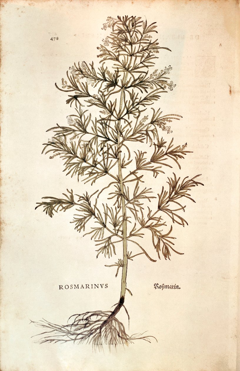 Rosemary ، Rosmarinus Officinalis (Rosmarinus). نقش ملون بواسطة ليونارد فوكس