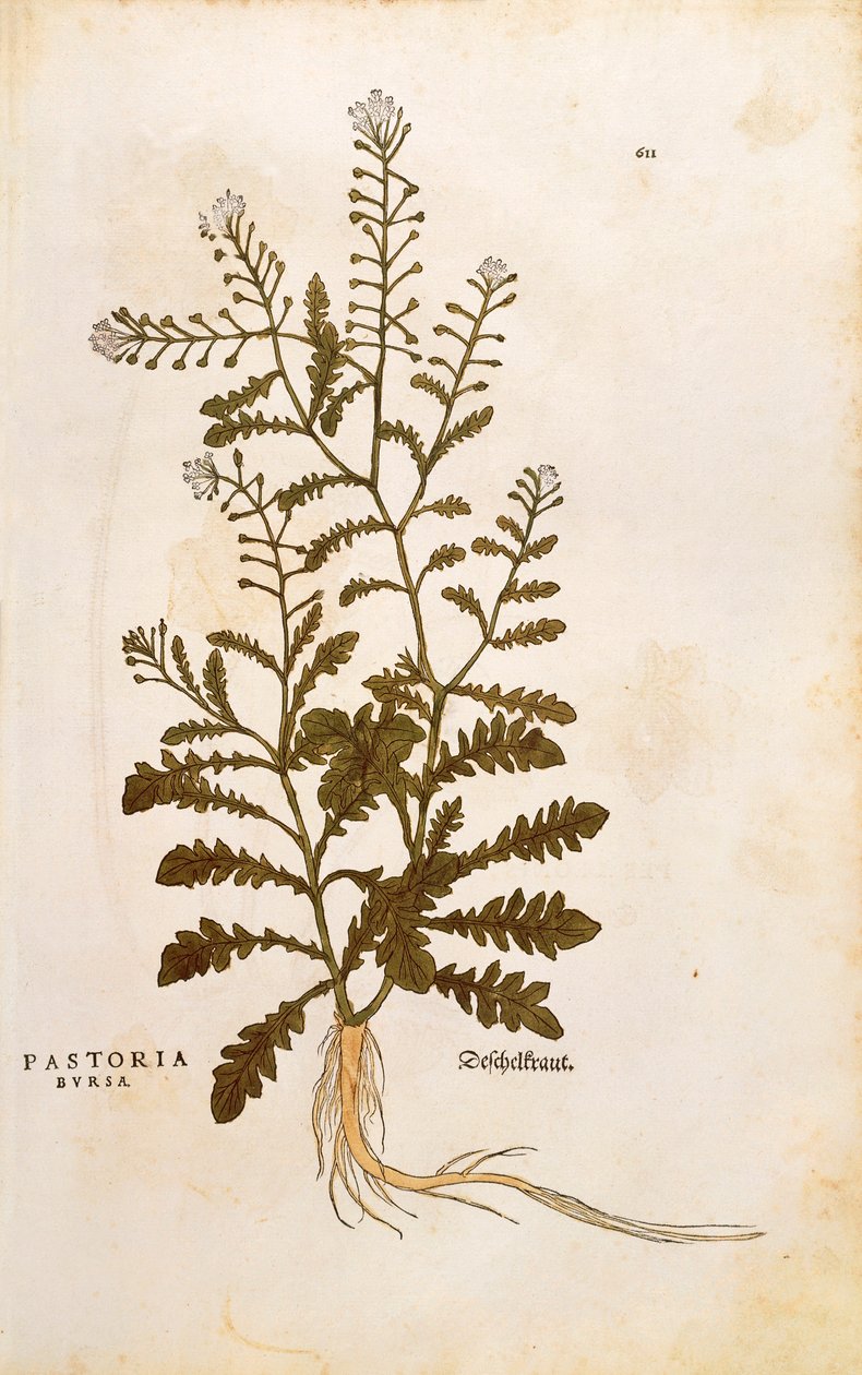 محفظة الراعي - Capsella bursa-pastoris (Pastoria bursa) بقلم Leonhart Fuchs من De historyia stirpium commentarii insignes (تعليقات بارزة على تاريخ النباتات) نقش ملون بواسطة ليونارد فوكس