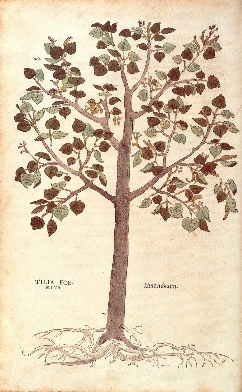 الجير ذو الأوراق الصغيرة - Tilia cordata (Tilia foemina) بقلم Leonhart Fuchs من De historyia stirpium commentarii insignes (تعليقات بارزة على تاريخ النباتات) نقش ملون بواسطة ليونارد فوكس