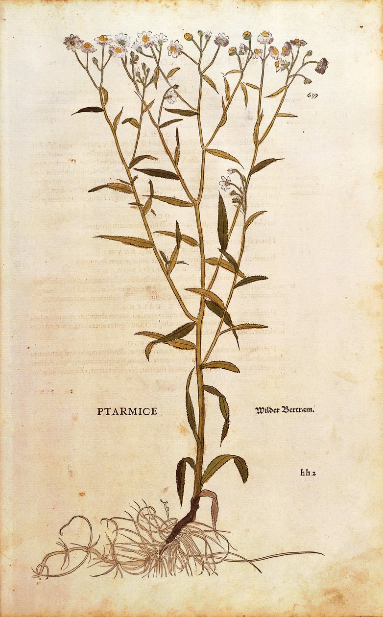 Sneezewort - Achillea ptarmica (Ptarmice) by Leonhart Fuchs from De historia stirpium commentarii insignes (Notable Commentaries on the History of Plants) coloured engraving بواسطة ليونارد فوكس