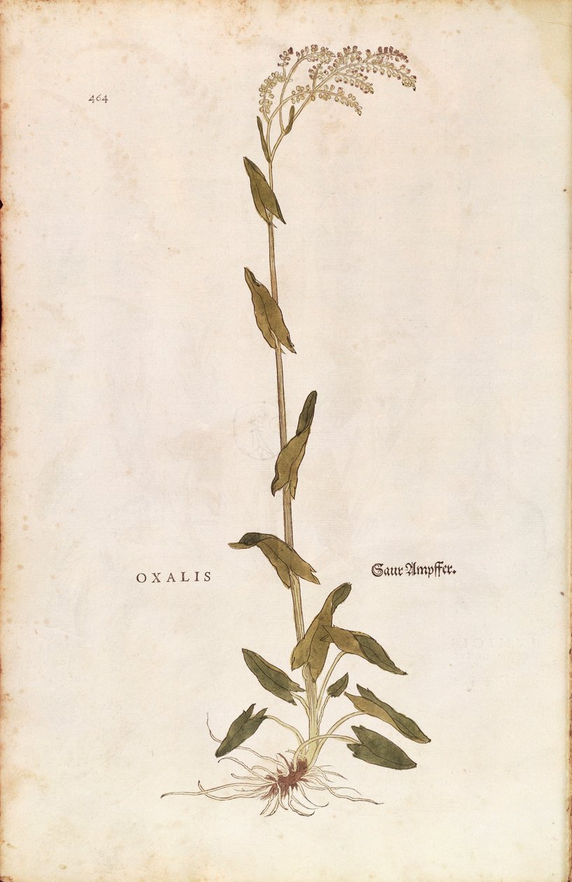 Sorrel or Spinach dock - Rumex acetosa (Oxalis) by Leonhart Fuchs from De historia stirpium commentarii insignes (Notable Commentaries on the History of Plants) coloured engraving بواسطة ليونارد فوكس
