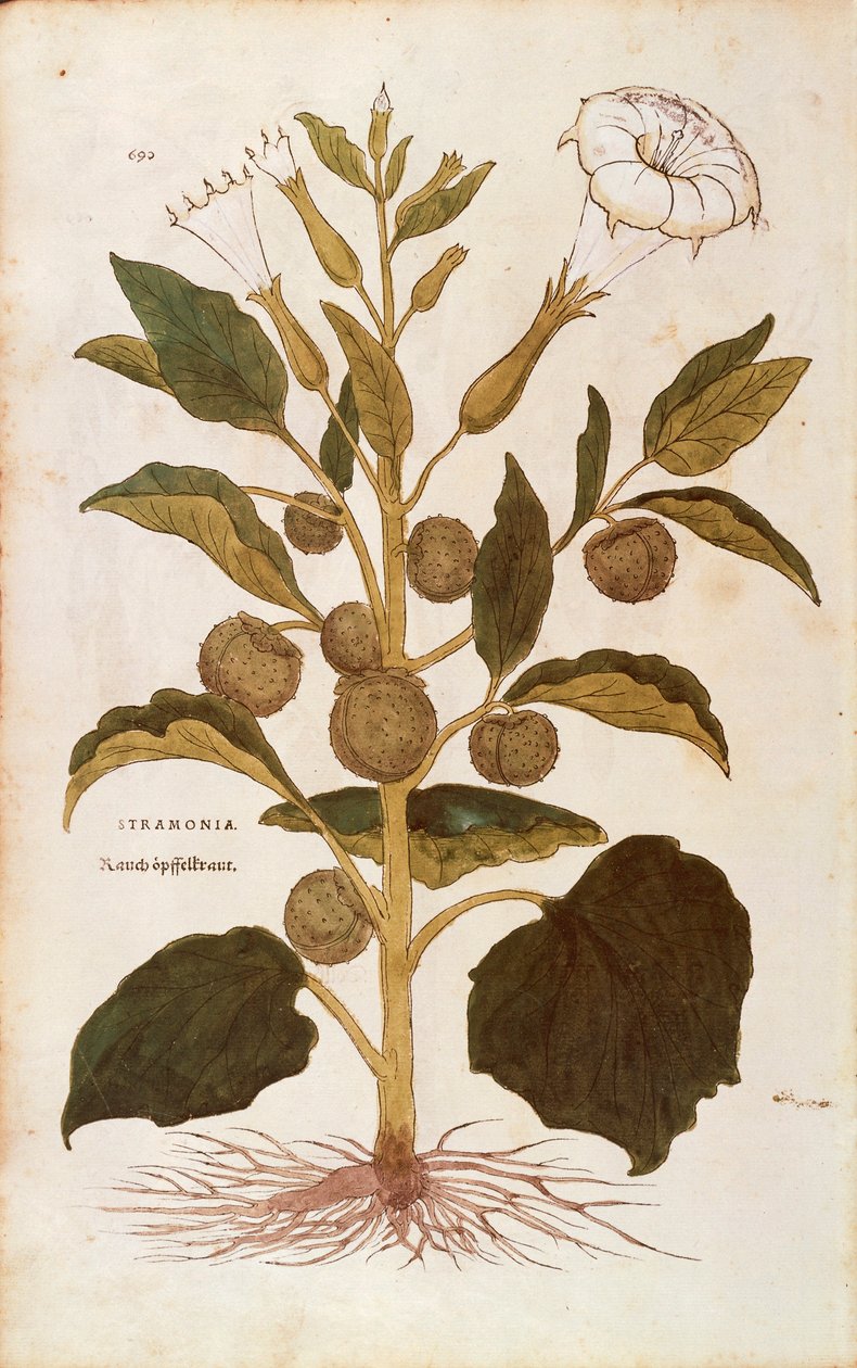 Thorn apple or jimson weed - Datura stramonium (Stramonia) by Leonhart Fuchs from De historia stirpium commentarii insignes (Notable Commentaries on the History of Plants), coloured engraving بواسطة ليونارد فوكس