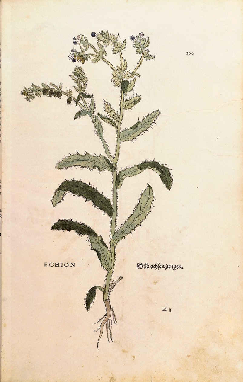 Viper Bugloss أو Blueweed - Echium vulgare (Echion) بواسطة Leonhart Fuchs من De historyia stirpium commentarii insignes (تعليقات بارزة على تاريخ النباتات) نقش ملون بواسطة ليونارد فوكس