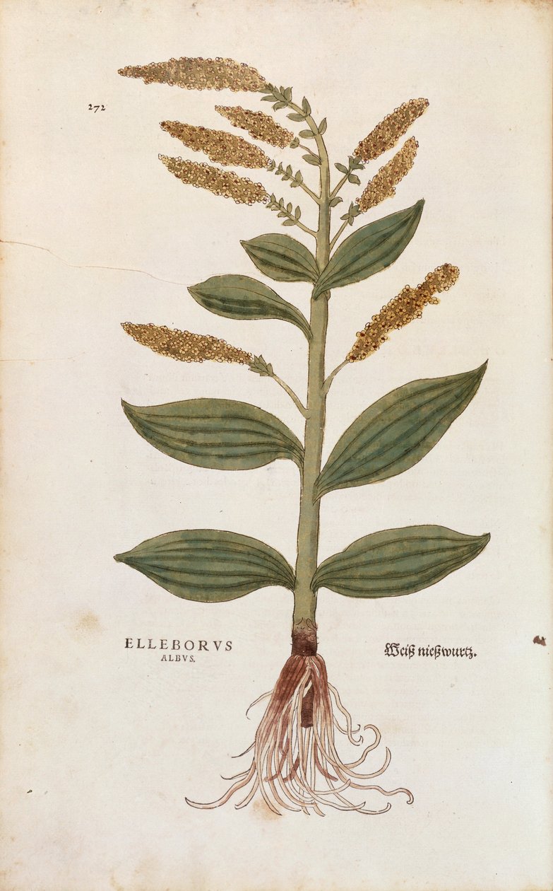 White Hellebore - Veratrum album (Elleborus albus) by Leonhart Fuchs from De historia stirpium commentarii insignes (Notable Commentaries on the History of Plants), coloured engraving بواسطة ليونارد فوكس