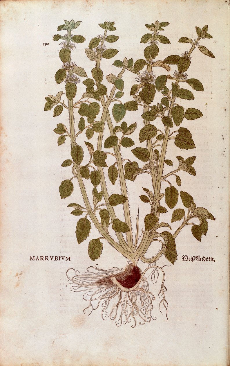 White Horehound (Marrubium vulgare) بواسطة Leonhart Fuchs من De historyia stirpium commentarii insignes (تعليقات بارزة على تاريخ النباتات) نقش ملون بواسطة ليونارد فوكس