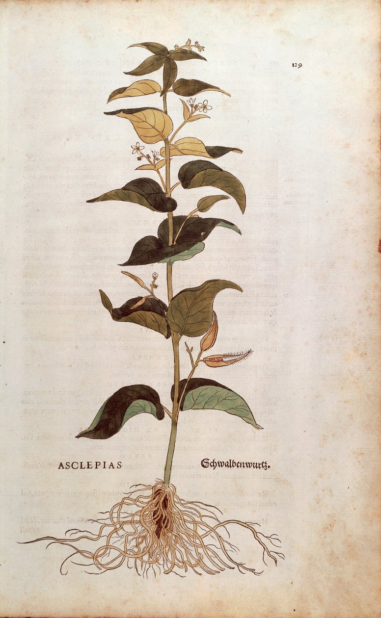 White Swallowwort - Cynanchum vincetoxicum (Asclepias) by Leonhart Fuchs from De historia stirpium commentarii insignes (Notable Commentaries on the History of Plants) coloured engraving بواسطة ليونارد فوكس