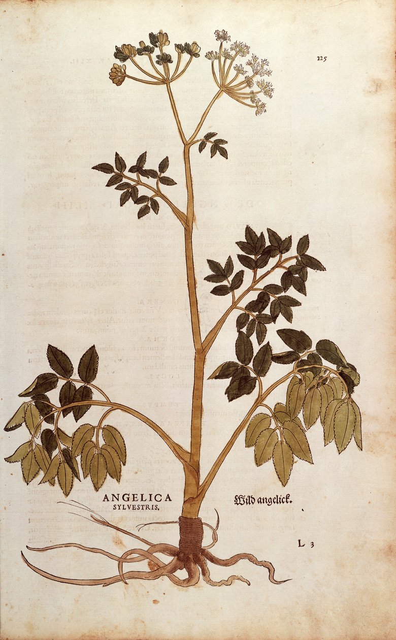 Wild Angelica (Angelica sylvestris) by Leonhart Fuchs from De historia stirpium commentarii insignes (Notable Commentaries on the History of Plants) coloured engraving بواسطة ليونارد فوكس