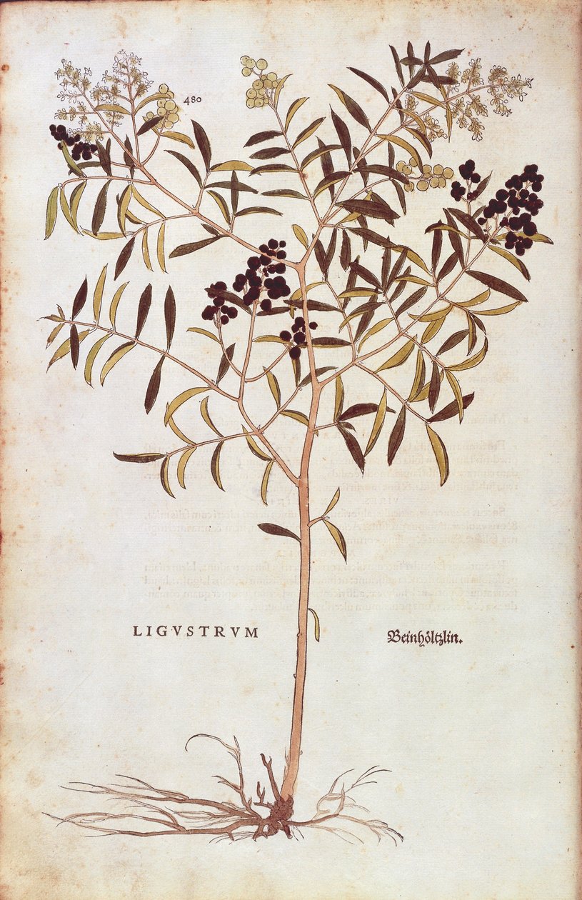 Wild Privet (Ligustrum vulgare) بواسطة Leonhart Fuchs من De historyia stirpium commentarii insignes (تعليقات بارزة على تاريخ النباتات) نقش ملون بواسطة ليونارد فوكس
