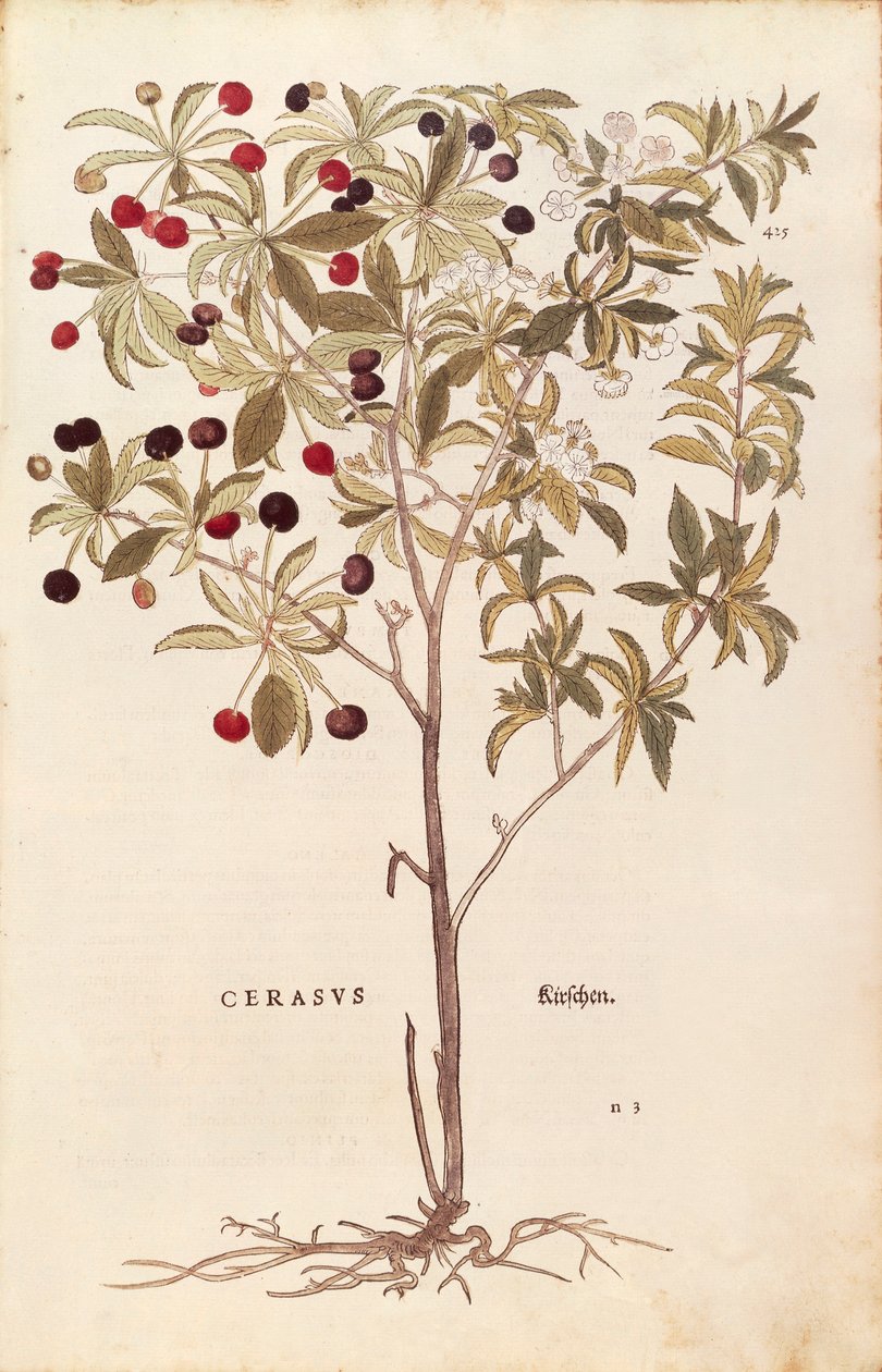 Wild cherry - Prunus avium (Cerasus) by Leonhart Fuchs from De historia stirpium commentarii insignes (Notable Commentaries on the History of Plants) coloured engraving بواسطة ليونارد فوكس
