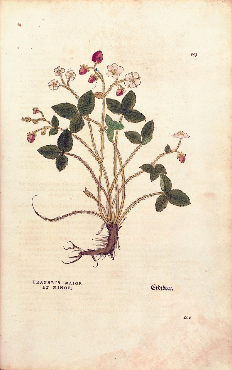 Woodland strawberry - Fragaria vesca (Fragaria maior et minor) by Leonhart Fuchs from De historia stirpium commentarii insignes (Notable Commentaries on the History of Plants), coloured engraving بواسطة ليونارد فوكس