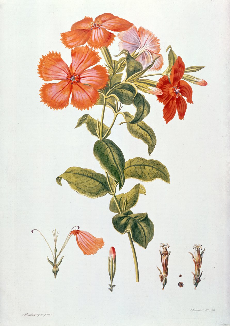 Lychnis coronaria ، من `` المكنز Botanicus &39;&39; ، 1819 بواسطة ليوبولد تراتينيك