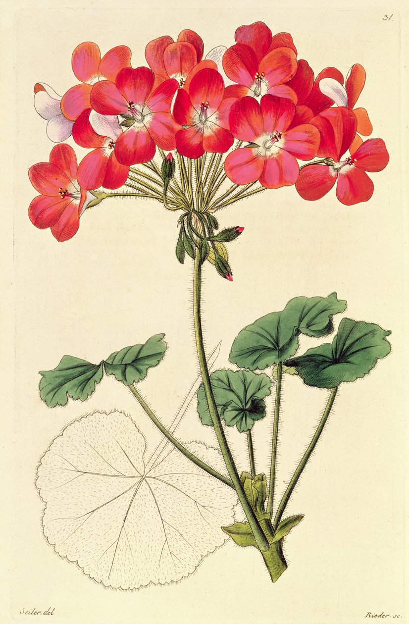 بيلارجونيوم من "أنواع جديدة من بيلارجونيوم" ، c.1825-34 بواسطة ليوبولد تراتينيك