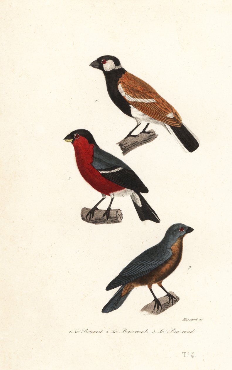 ريونيون أنواع طائر الحسون ، طائر الحسون الأوراسي و grosbeak الأزرق. بواسطة ليوبولد ماسارد