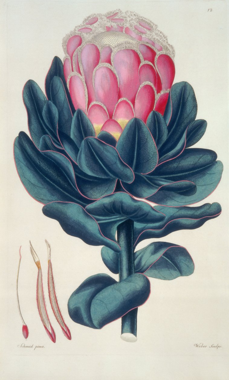 Protea speciosa ، Perigonia pistillum (pl.12) من "Thesaurus Botanicus" بواسطة ليوبولد تراتينيك