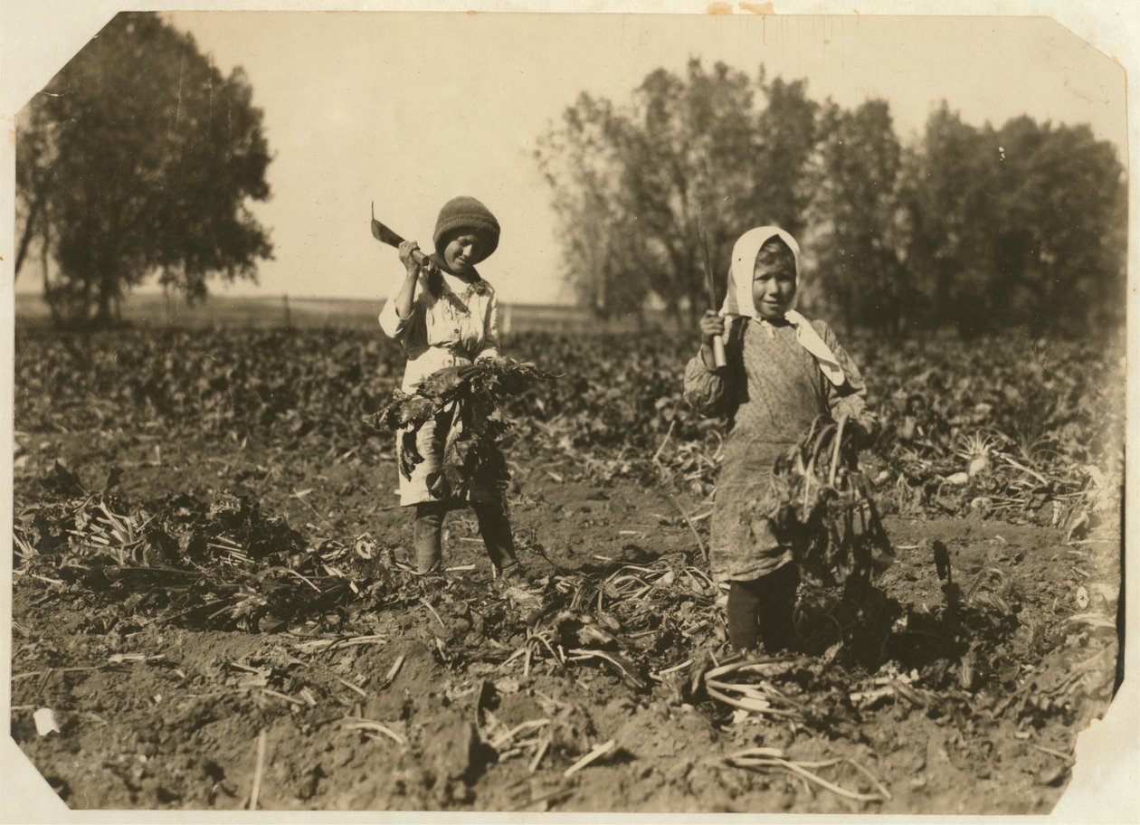 أميليا وماري لوفت ، 9 و 12 ، قطع بنجر السكر في مزرعة بالقرب من ستيرلنغ ، كولورادو ، 1915 بواسطة لويس ويكس هاين