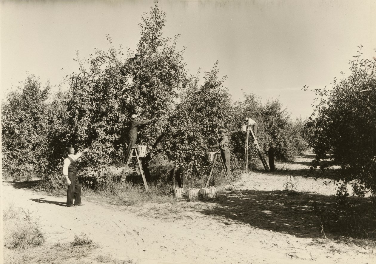 بدون عنوان ، كاليفورنيا. 1935. بواسطة لويس ويكس هاين