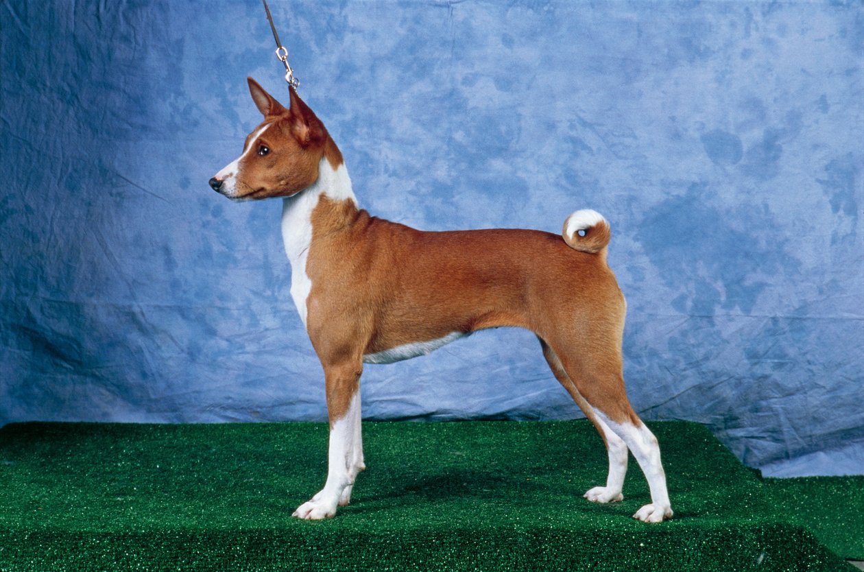 Basenji Dog (photo) بواسطة غير معروف غير معروف