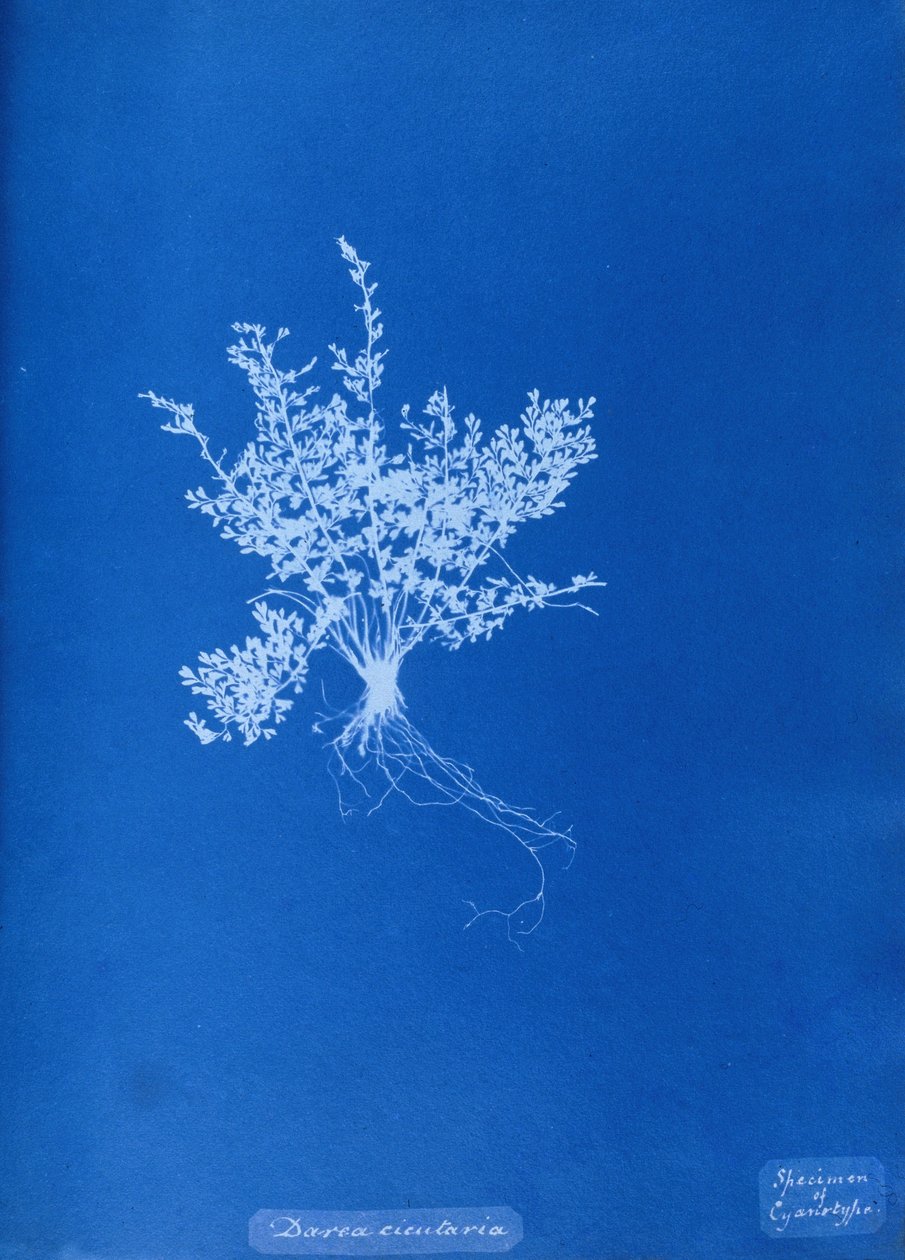 Cyanotype of British fern بواسطة غير معروف غير معروف