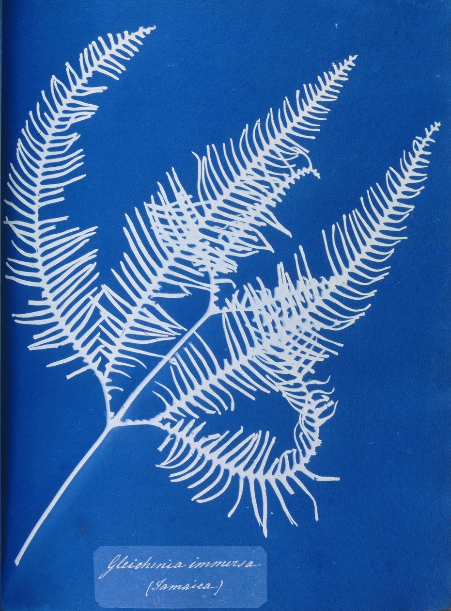 Cyanotype of a Jamaican fern, Gleichenia immensa بواسطة غير معروف غير معروف