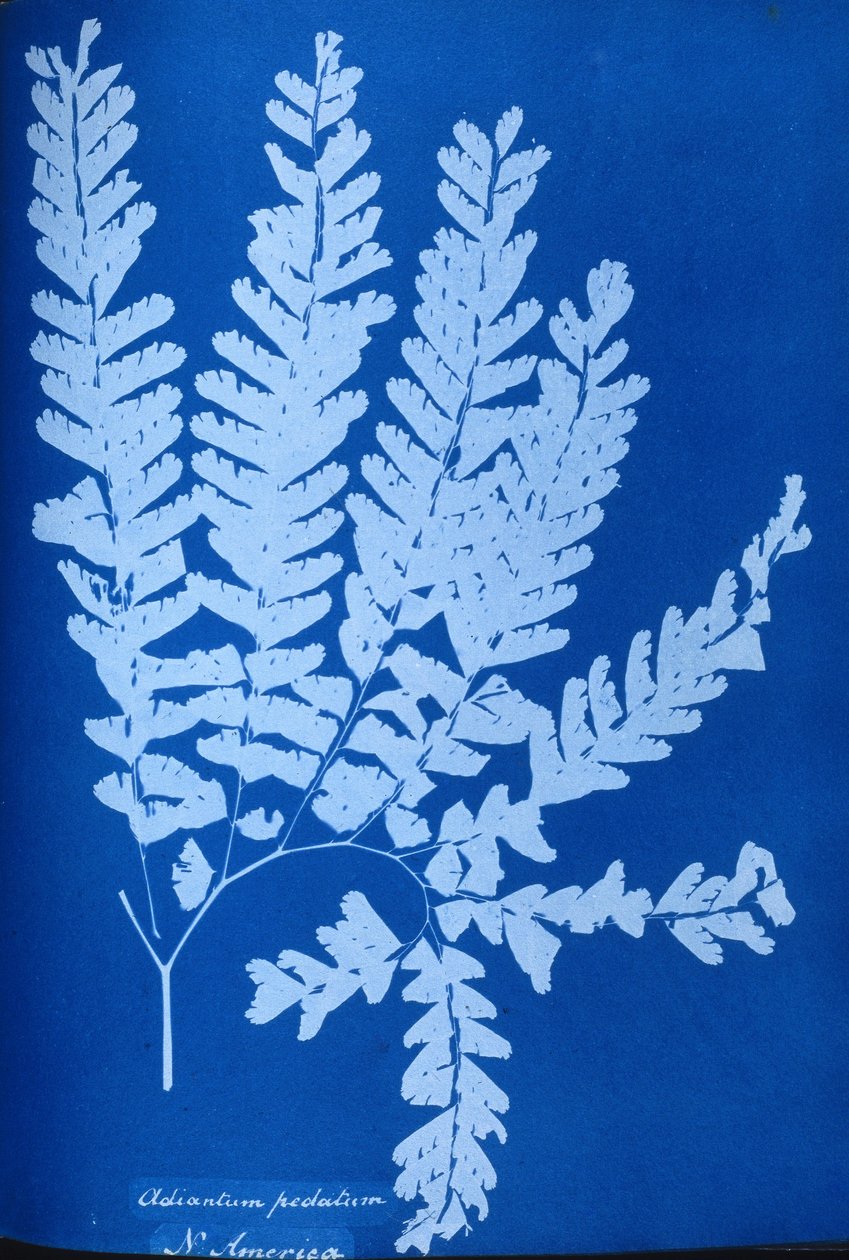 Cyanotype of a North American fern, Adiantum pedatum بواسطة غير معروف غير معروف