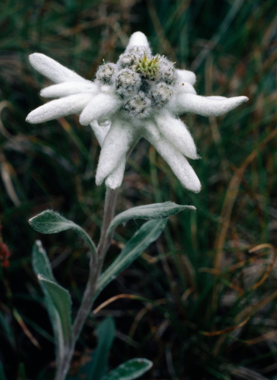 Edelweiss (photo) بواسطة غير معروف غير معروف