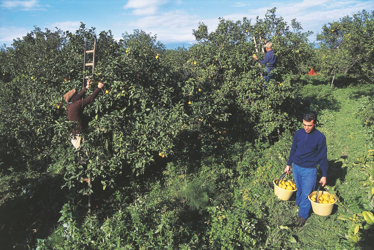 Harvesting bergamot, Calabria, Italy (photo) بواسطة غير معروف غير معروف