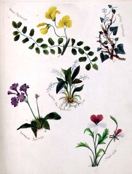 الزهور البرية (صفحة من كتاب تخطيطي مع الآية) بواسطة ليلي كارترايت