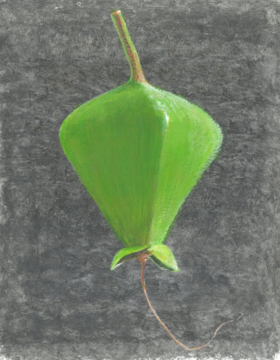 Barringtonia Acutangula (أكريليك على ورق) بواسطة لينكولن سيليجمان