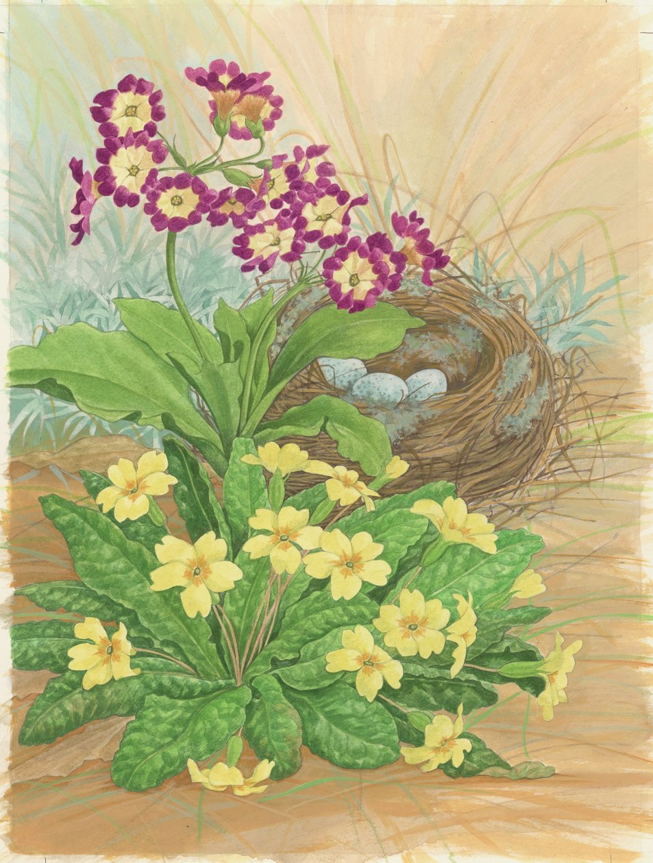 Auricula ، Primrose and Nest ، 1998 (مرحاض على ورق) بواسطة ليندا بنتون