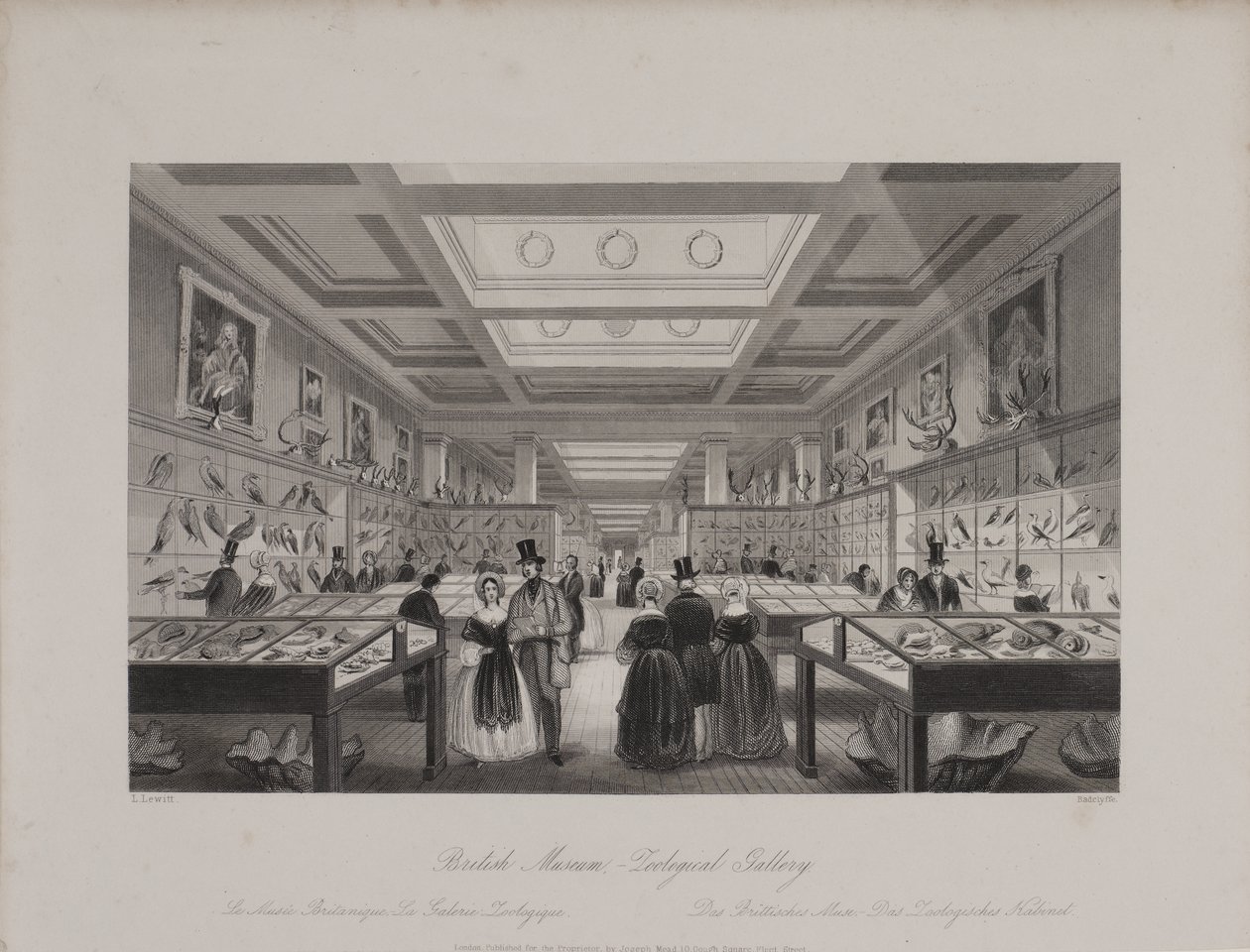 View of the Zoological Gallery, British Museum showing visitors looking at displays, c.1850 (engraving) بواسطة لويلين (بعد) جيويت