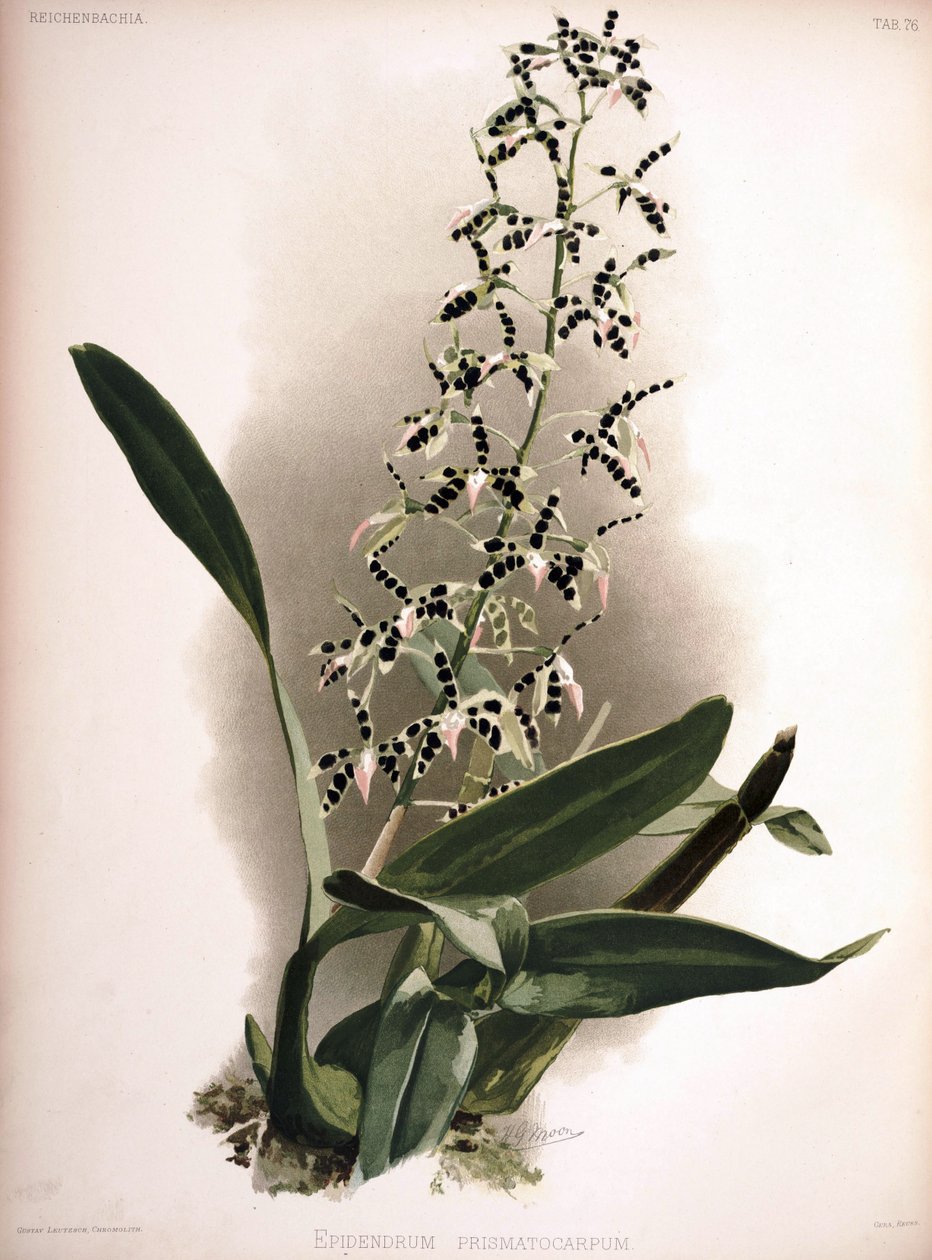 Prosthechea prismatocarpa كمزامنة: Epidendrum prismatocarpum بواسطة لندن إتش.
