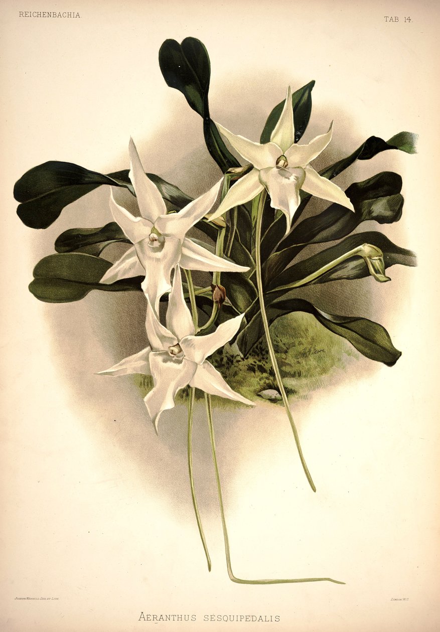 Listrostachys sesquipedale بواسطة لندن إتش.