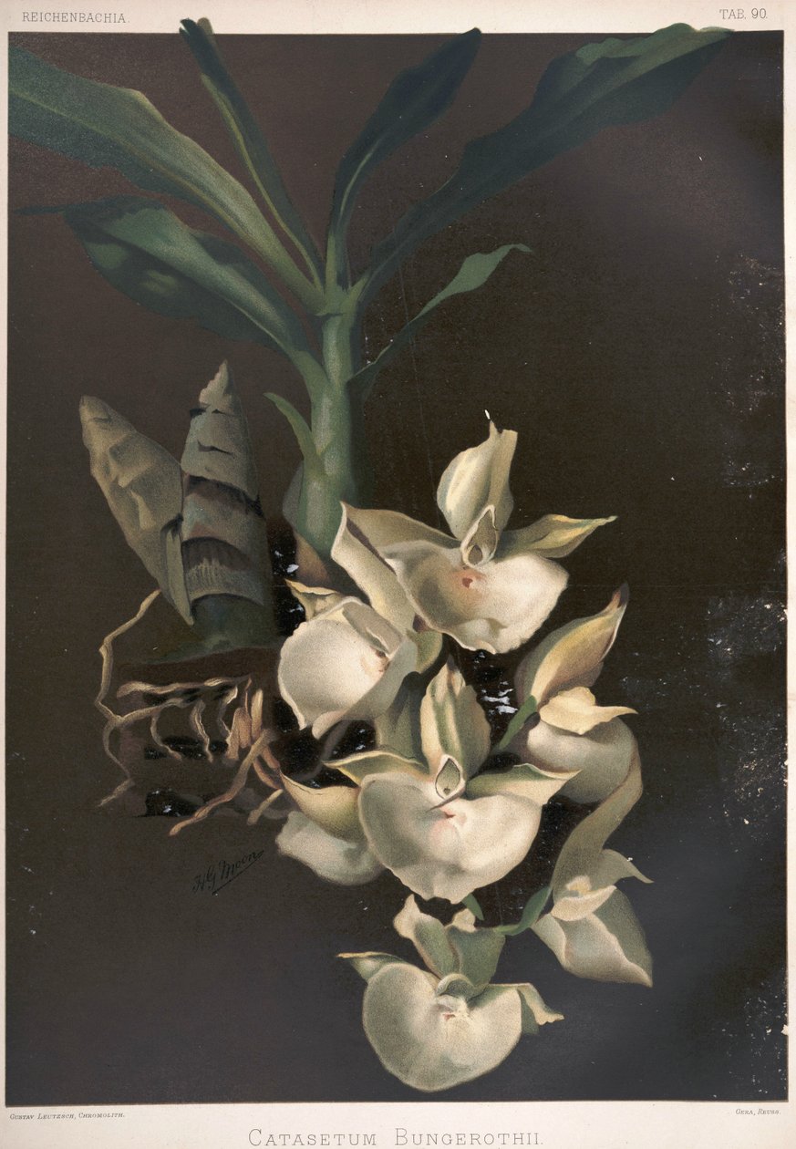 Catasetum pileatum as syn: Catasetum bungerothii بواسطة لندن إتش.