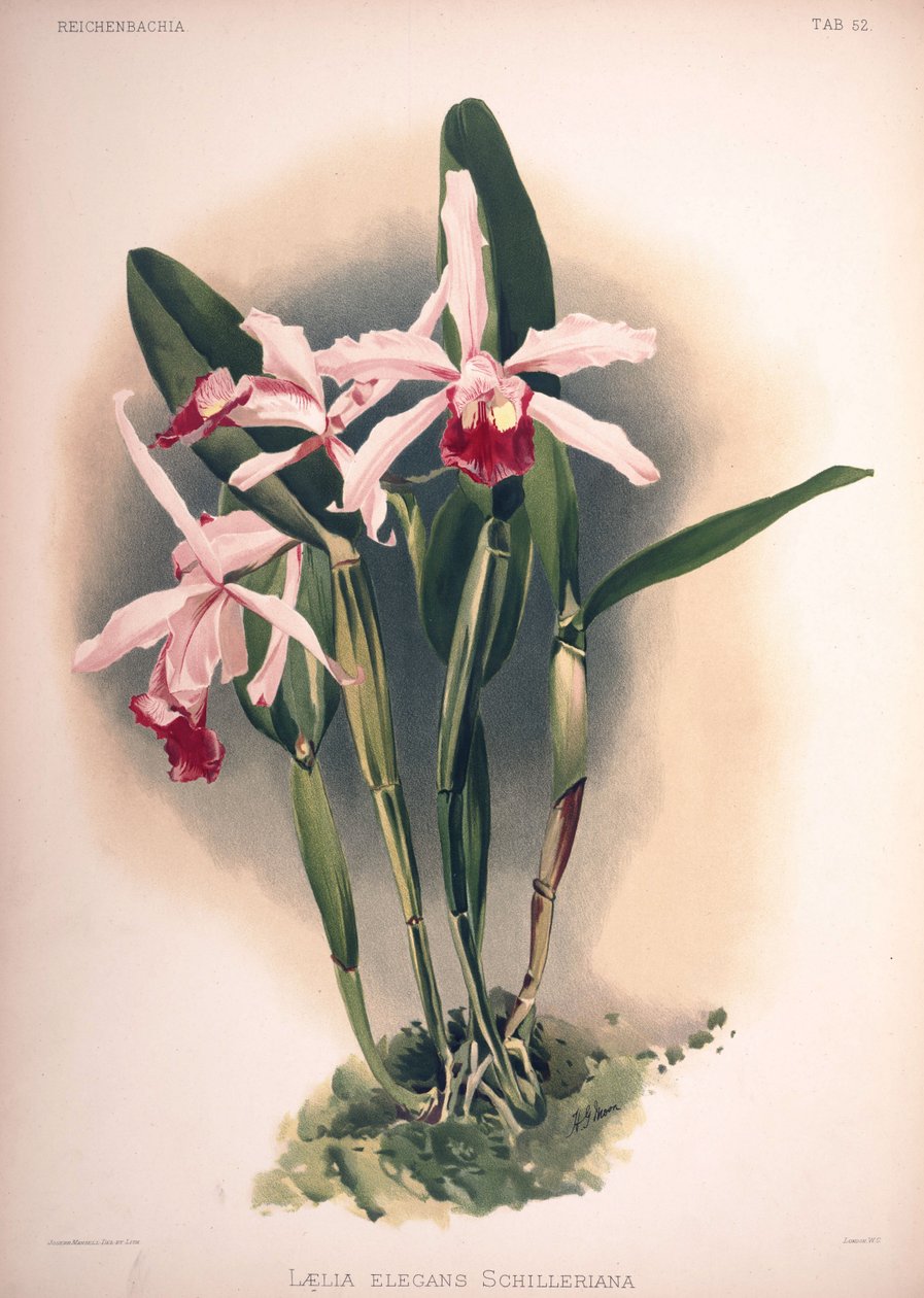 Cattleya × elegans ، مرادف: Laelia × elegans var. schilleriana بواسطة لندن إتش.