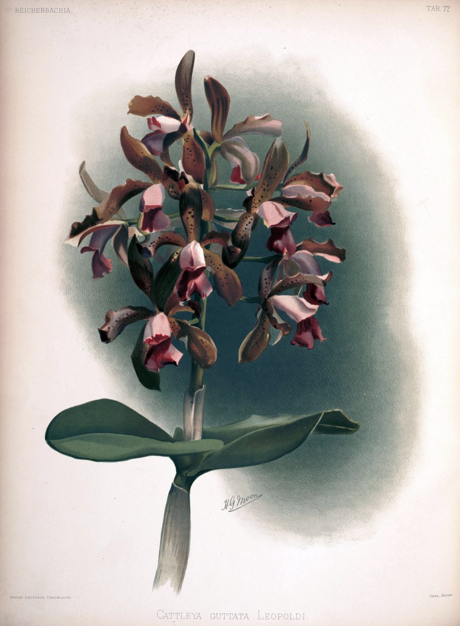 Cattleya tigrina as syn.: Cattleya guttata var. ليوبولدي بواسطة لندن إتش.
