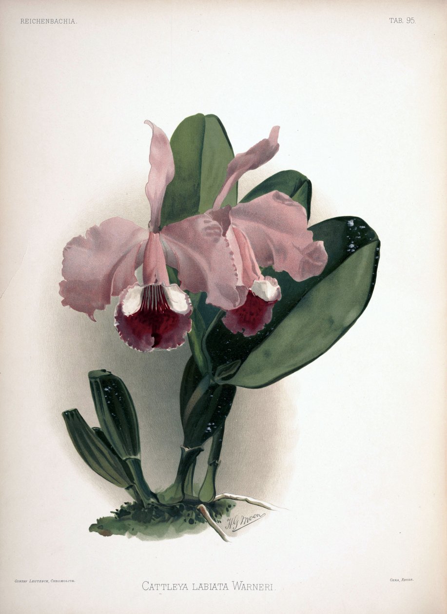Cattleya warneri as syn.: Cattleya dagata var. زاهى الألوان بواسطة لندن إتش.