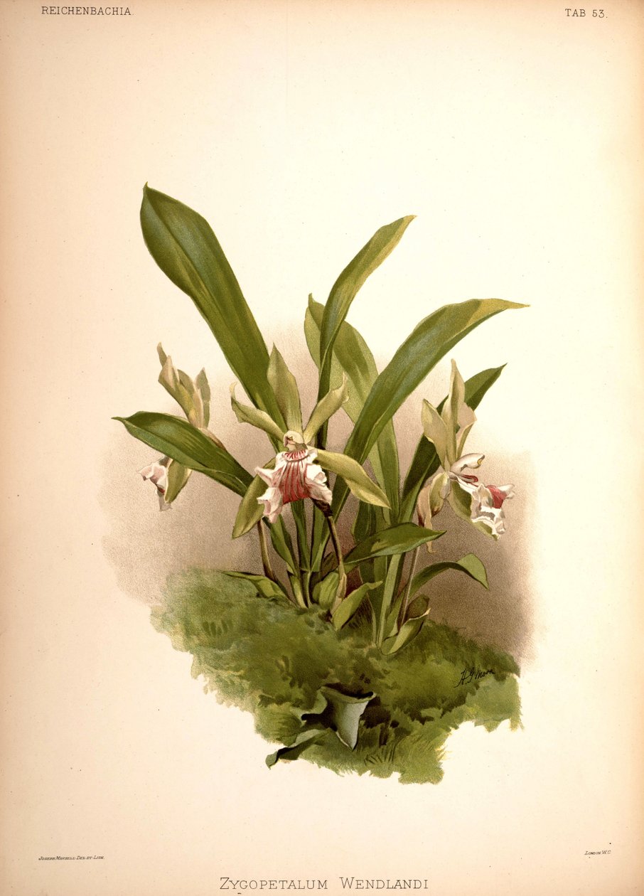Cochleanthes aromatica، syn .: Zygopetalum wendlandii بواسطة لندن إتش.