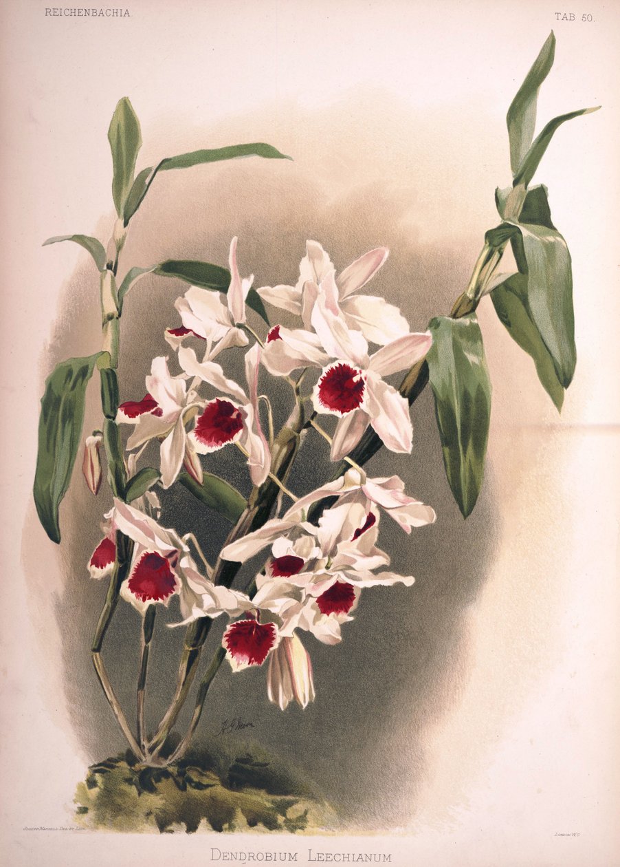 Dendrobium × leechianum بواسطة لندن إتش.