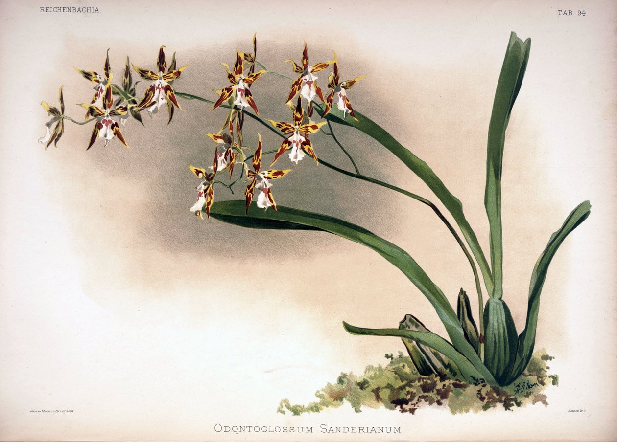 مركب البناء Oncidium: Oncidium sanderianum بواسطة لندن إتش.