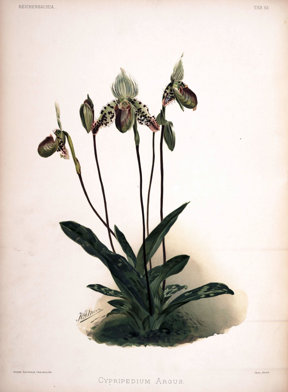 Paphiopedilum argus as syn: Cypripedium argus بواسطة لندن إتش.