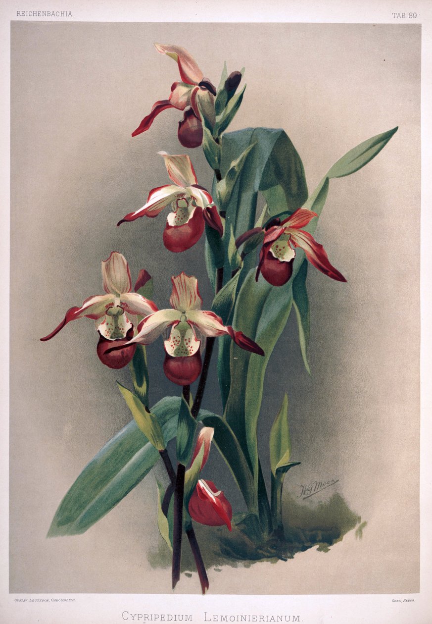 Phragmipedium × sedenii as syn: Cypripedium × lemoinierianum بواسطة لندن إتش.