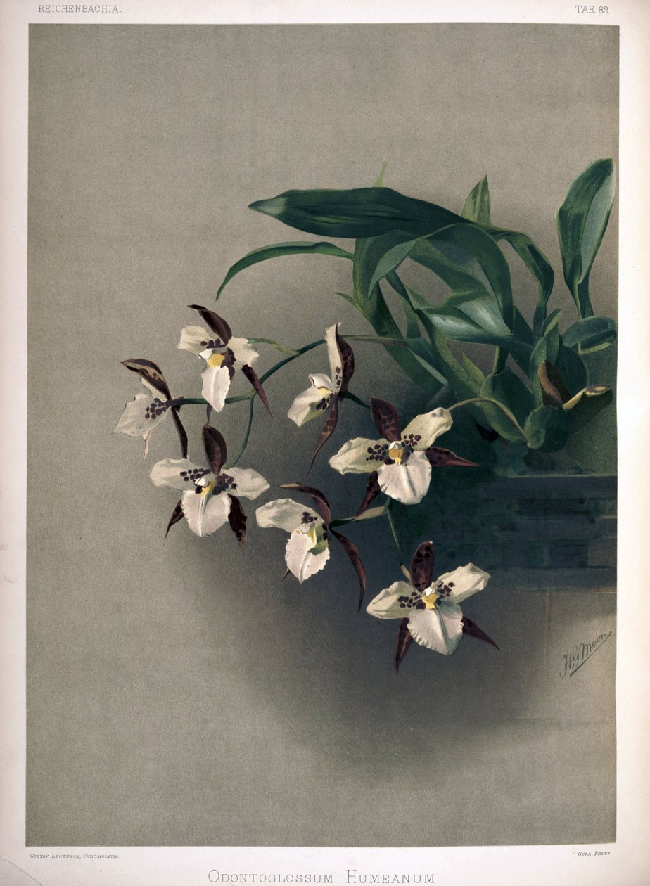Rhynchostele × humeana as syn: Odontoglossum × humeanum بواسطة لندن إتش.