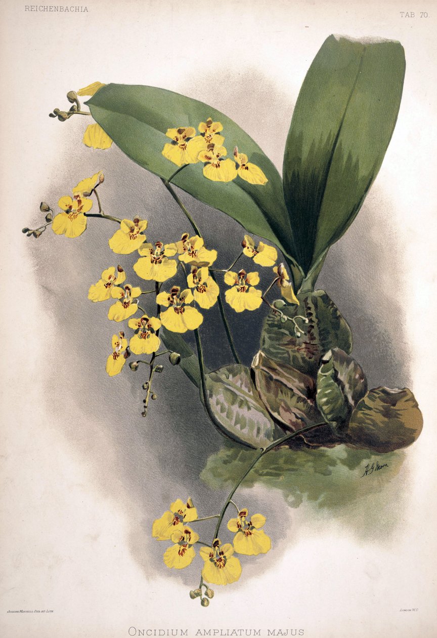 تضخيم Stanhopea syn.: تضخيم oncidioides ssp. أكثر بواسطة لندن إتش.
