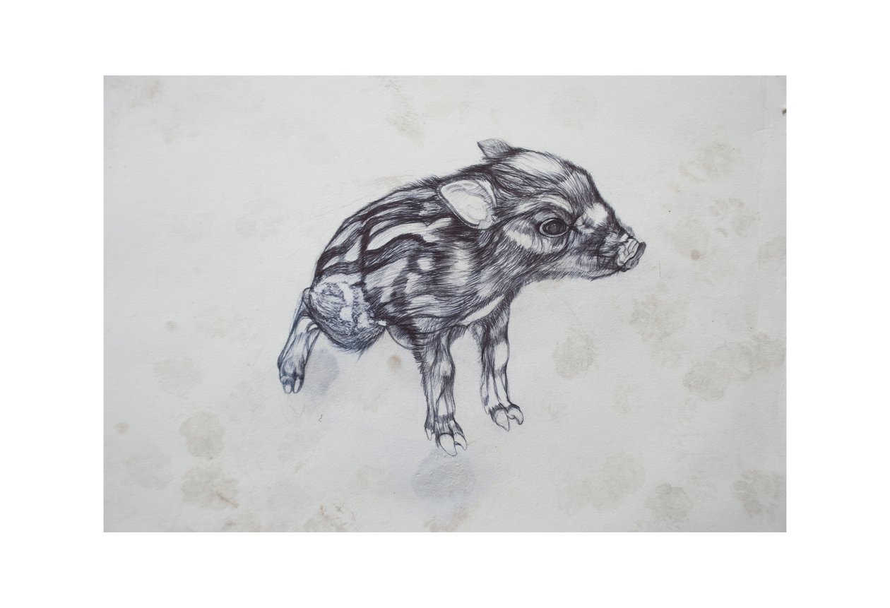 خنزير صغير ، 2015 ، (bic biro on paper) بواسطة لو جيبس