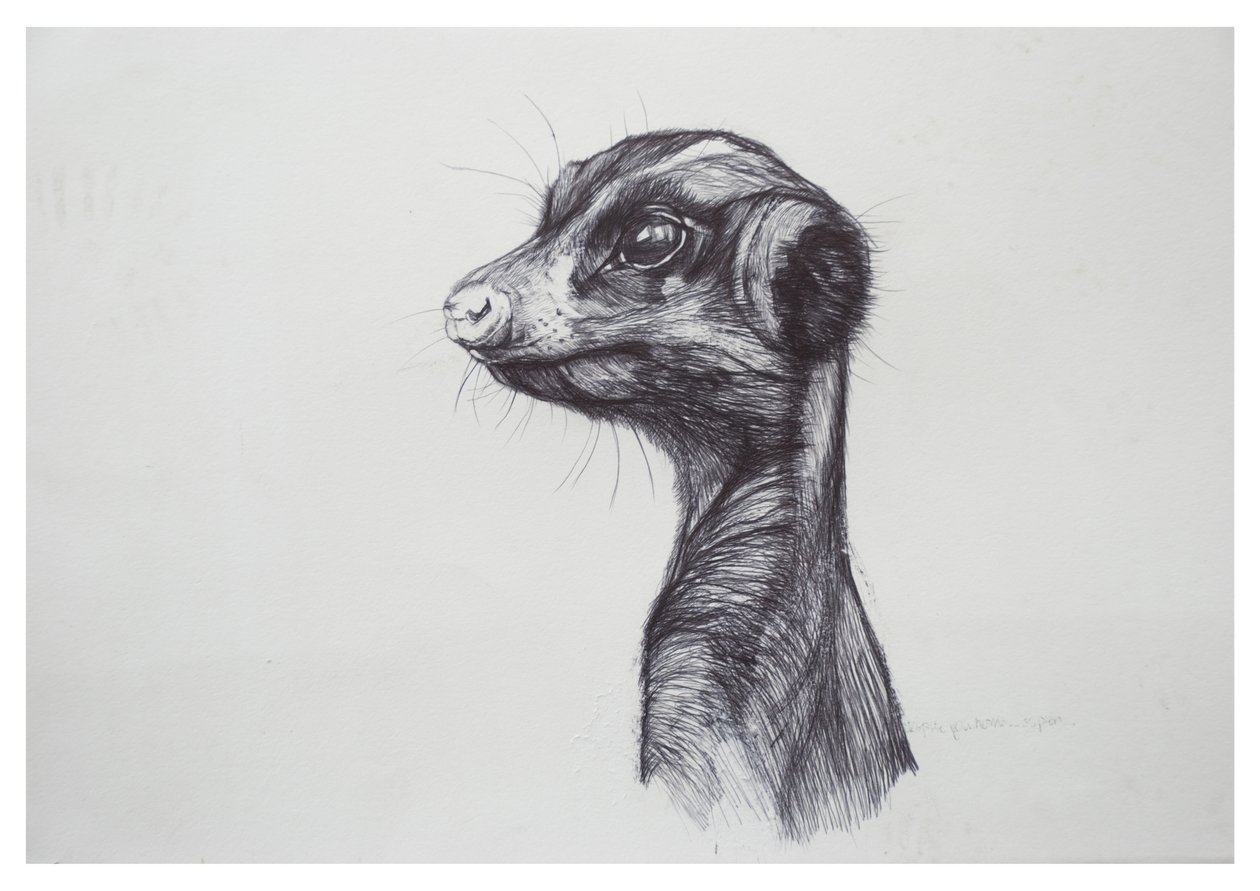 ميركات ، 2016 ، (biro on paper) بواسطة لو جيبس