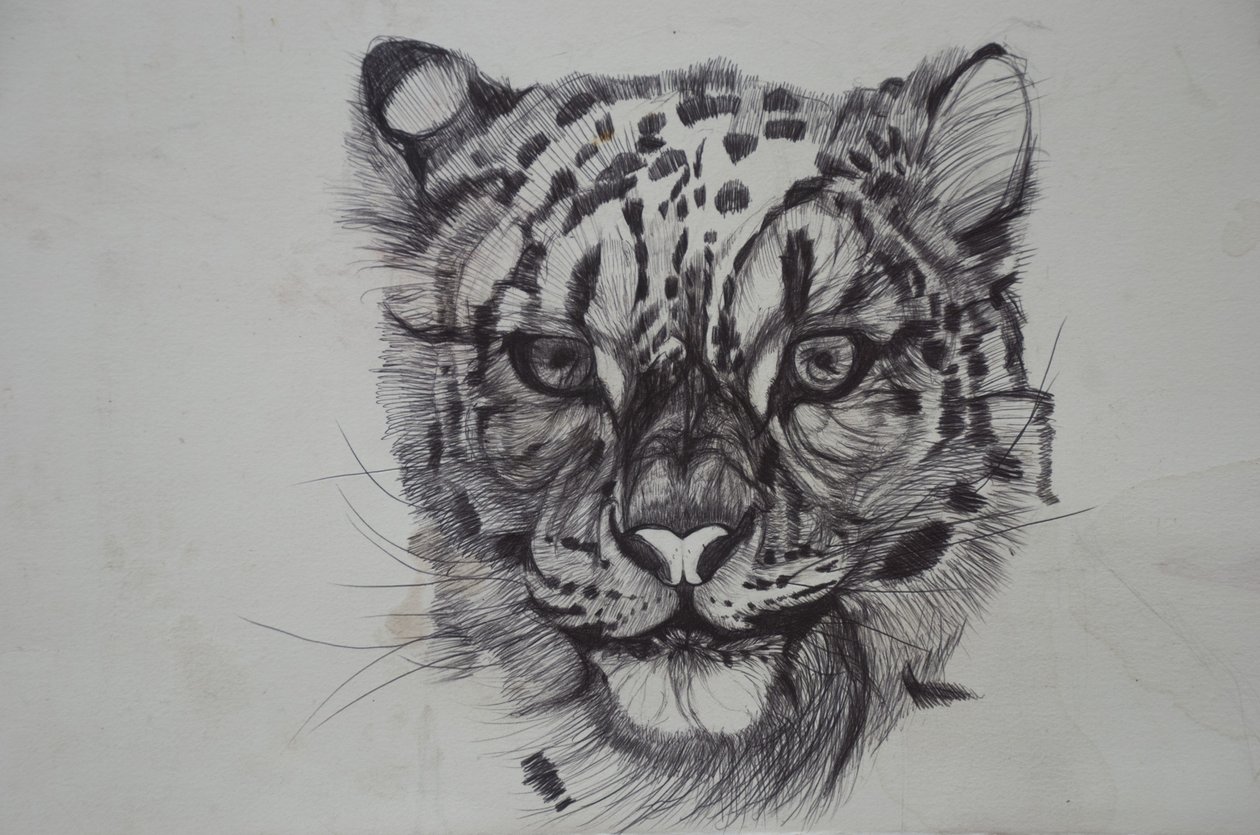 سنو ليوبارد ، 2016 ، (bic biro on paper) بواسطة لو جيبس