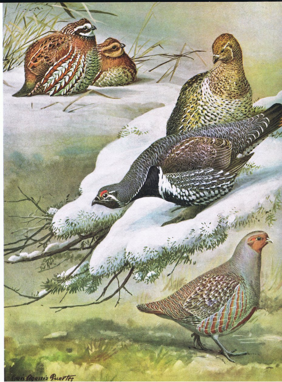 Eastern Bob-White ، Canada Spruce Grouse ، الحجل الأوروبي بواسطة لويس أغاسيز فويرتيس